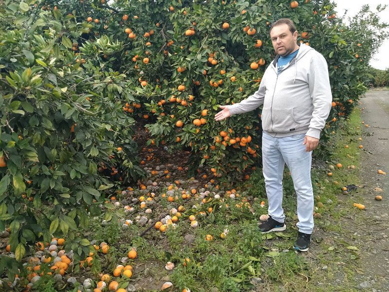 Hatay'da tarlada fiyatı 2 TL markette 25 TL alan yok dalında çürümeye başladı - Resim: 1