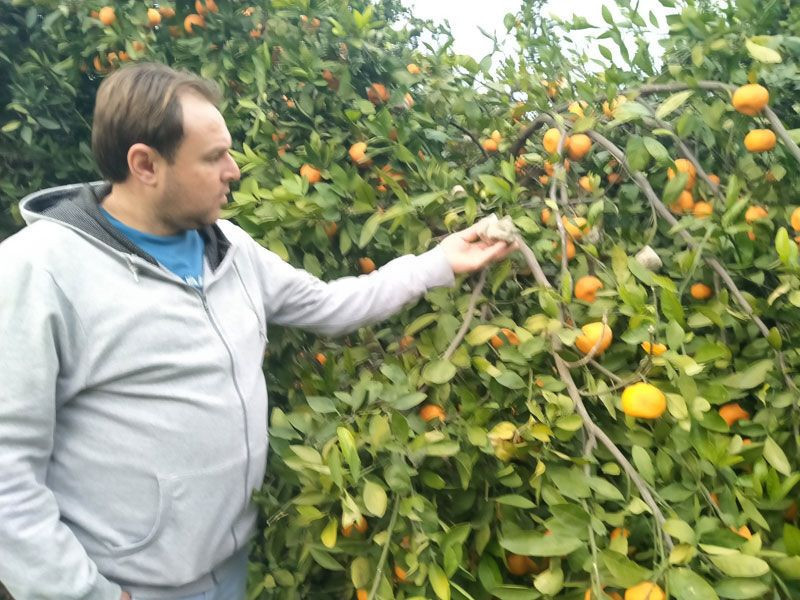 Hatay'da tarlada fiyatı 2 TL markette 25 TL alan yok dalında çürümeye başladı - Resim: 2