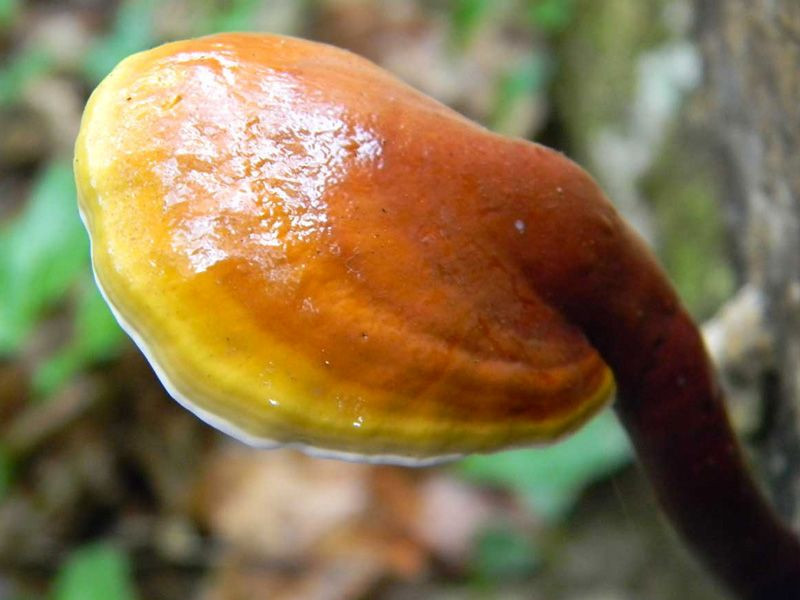 Balkonuna ölümsüzlük mantarı ekti! Bir yılda küçük bir servet kazandı - Resim: 4