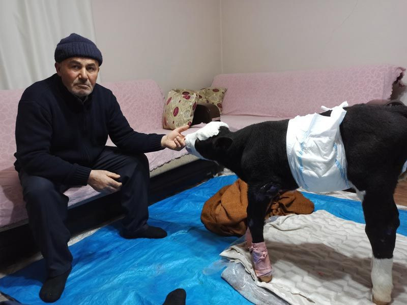 Görme engelli buzağıya adeta bebek gibi bakılıyor altını hasta beziyle bağlıyor - Resim: 1
