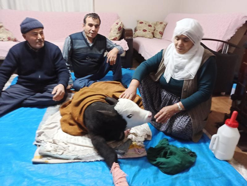 Görme engelli buzağıya adeta bebek gibi bakılıyor altını hasta beziyle bağlıyor - Resim: 2