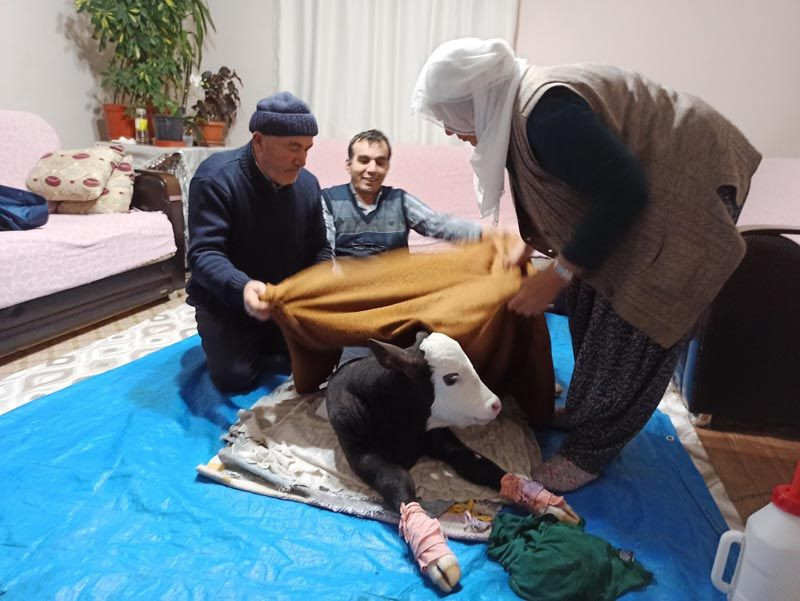 Görme engelli buzağıya adeta bebek gibi bakılıyor altını hasta beziyle bağlıyor - Resim: 3