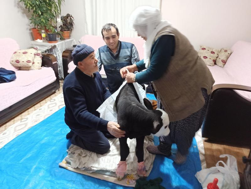 Görme engelli buzağıya adeta bebek gibi bakılıyor altını hasta beziyle bağlıyor - Resim: 4