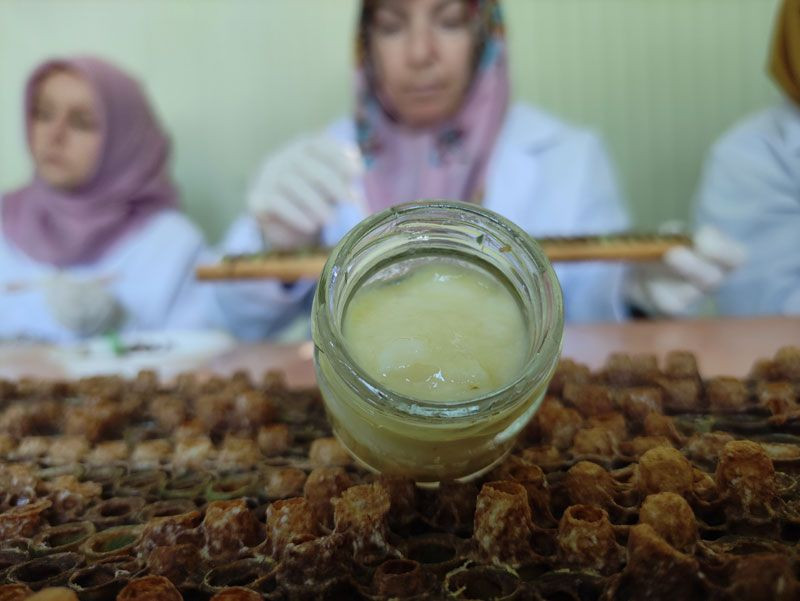 Kilosu 10 bin liradan satılıyor! Hasat başladı hücre yeniliyor, çok sayıda faydası var - Resim: 1