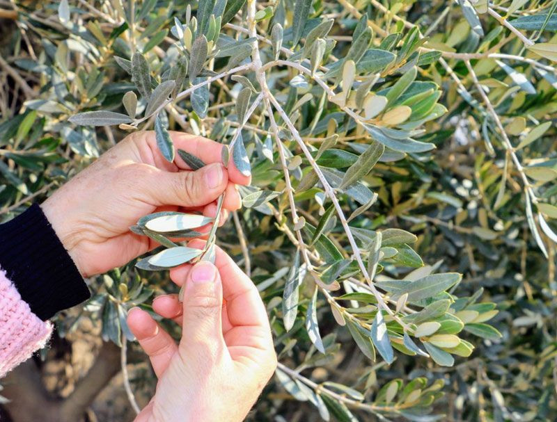 Koronavirüsün vücutta çoğalmasını engelliyor talep patlaması yaşanıyor - Resim: 2