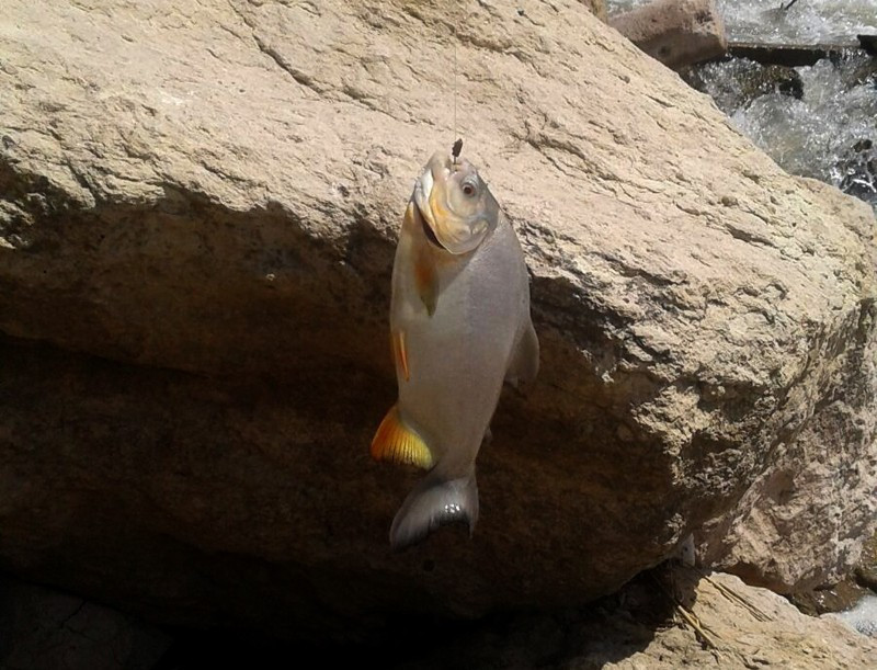 Kızılırmak'ta pirana dehşeti! Son 20 günde 3. kez... - Resim: 1