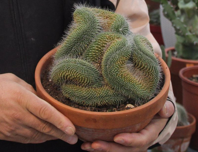 Rize'de insanlar acımıştı salgını fırsata çevirdi! Şimdi paraya para demiyor - Resim: 1