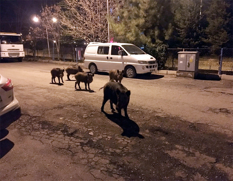 Tunceli sokaklarını domuzlar istila etti - Resim: 2
