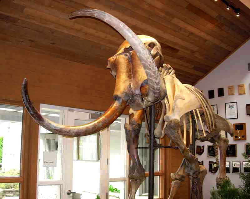 16 bin yıllık mamut iskeletleri satışa çıkıyor - Resim: 2