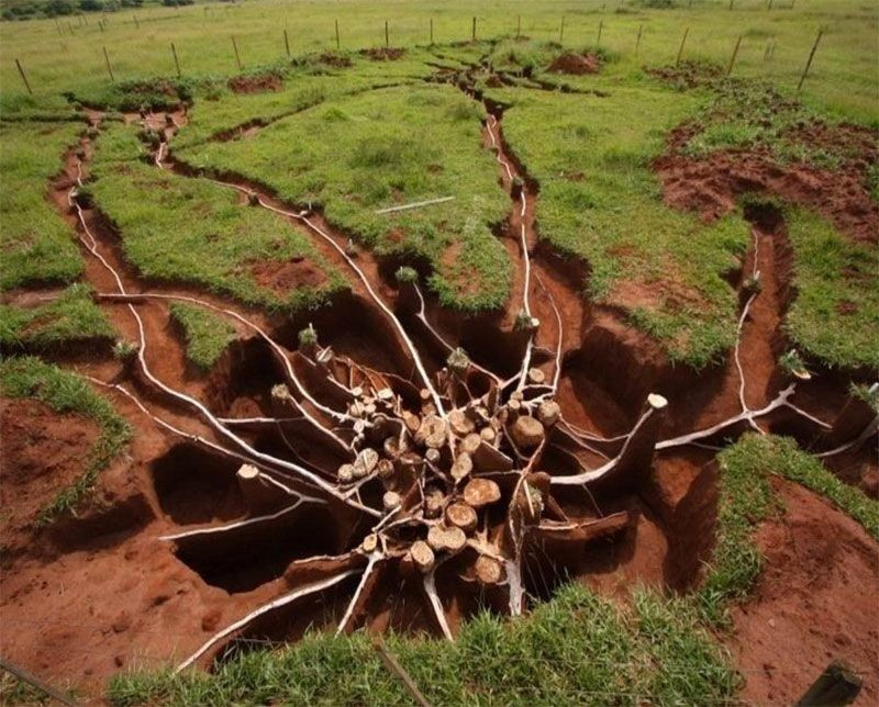 Karınca yuvasının içi görüntülendi otoban bile var! Ağzınız açık kalacak sanki mimar yapmış - Resim: 3