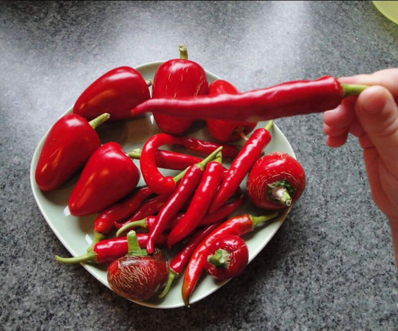 Vücudunuzda bakım etkisi yaratacak 9 yararlı bitki! - Resim: 1