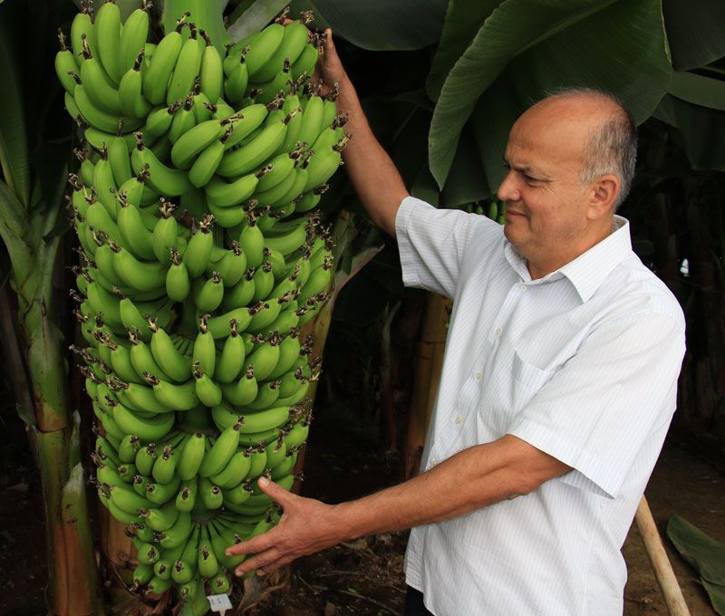 Mersin Erdemli'de 6 yeni muz çeşidi geliştirildi domates serasında yetişecek - Resim: 2