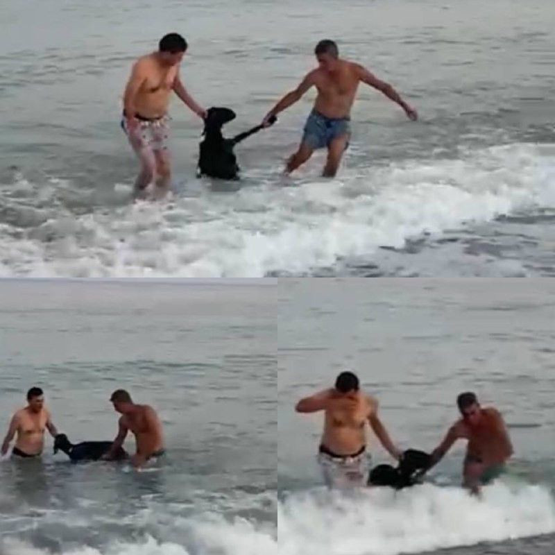 Kurbanlık keçi ellerinden kurtulup denize atladı, kaçmak isterken ölümden döndü! - Resim: 1