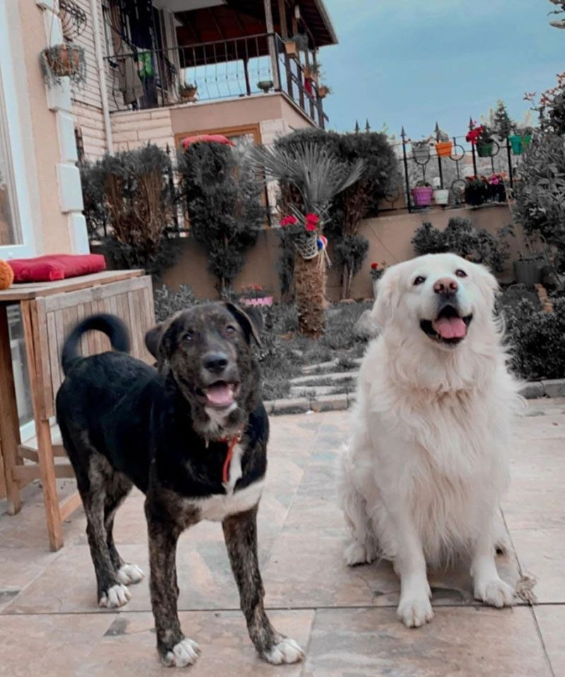 Çengelköy'de dehşet! Oyuncu Gamze Topuz'un köpeklerine yapılan şeye bakın - Resim: 2