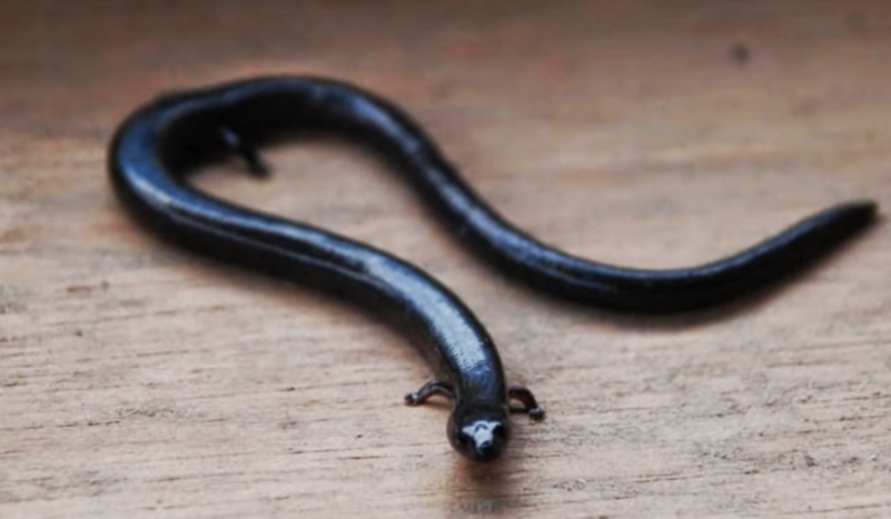 Bu hayvanı görürseniz yakın bir zamanda kıyamet kopacak - Resim: 3