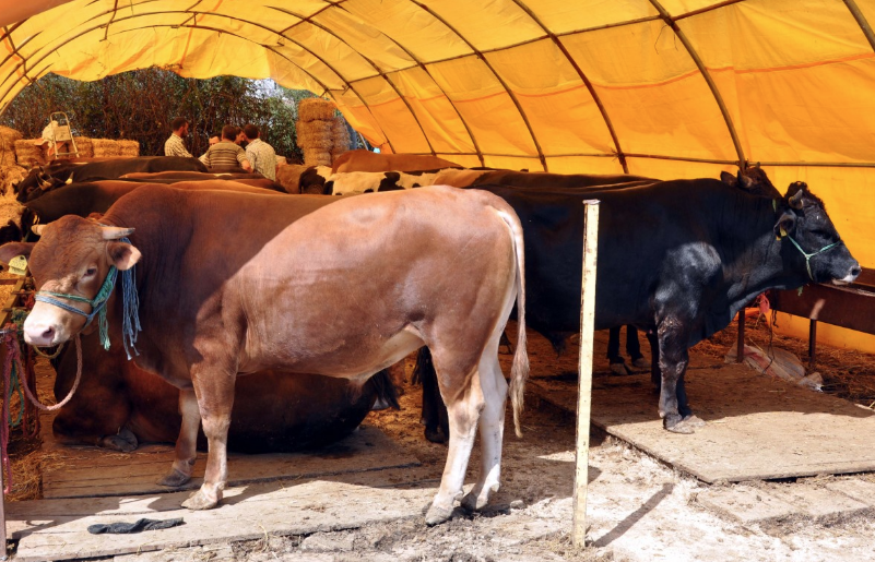 Kurban pazarlarındaki tehlike için uyarı yapıldı belirtileri sonradan ortaya çıkıyor - Resim: 3