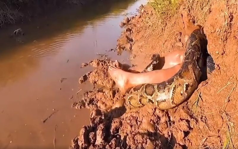 Yılanı gören adam olduğu yerde bayıldı! Sonrası korkunç! - Resim: 1