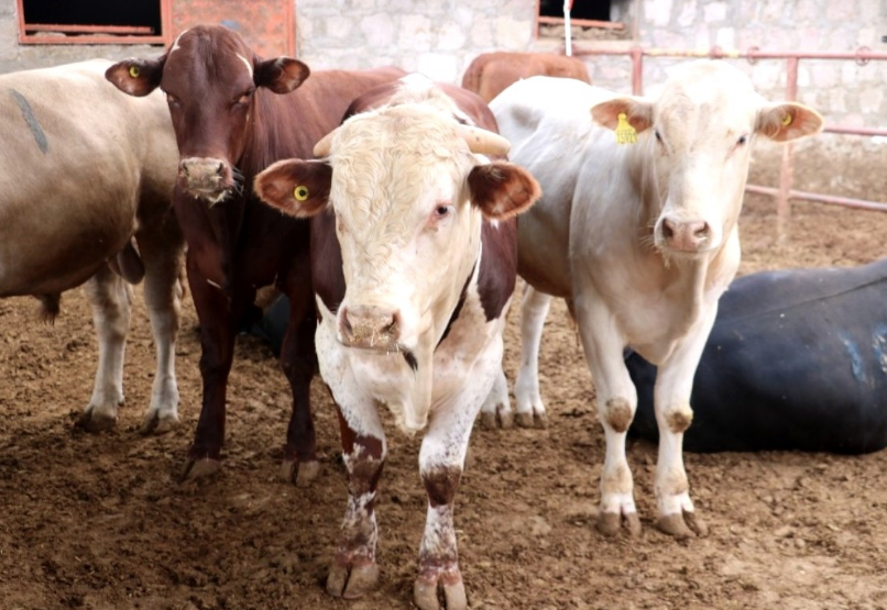 Kurban pazarlarındaki tehlike için uyarı yapıldı belirtileri sonradan ortaya çıkıyor - Resim: 1