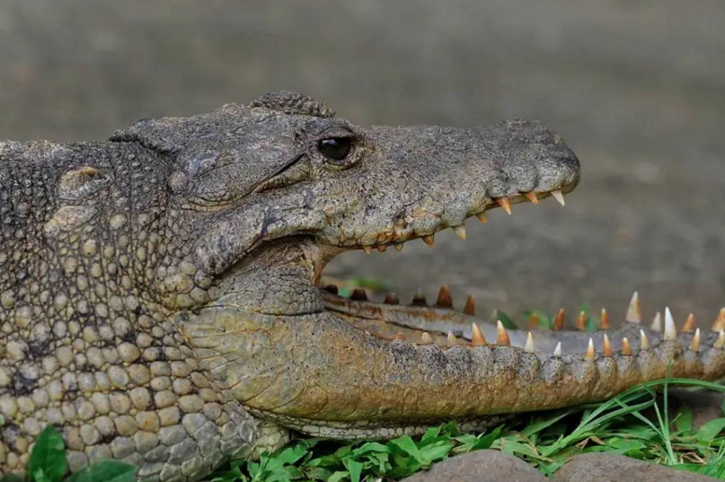 Timsahların ataları bakın ne yiyormuş! Yıllar sonra ortaya çıktı - Resim: 3