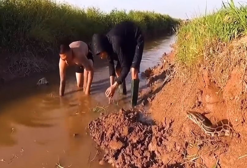 Yılanı gören adam olduğu yerde bayıldı! Sonrası korkunç! - Resim: 4