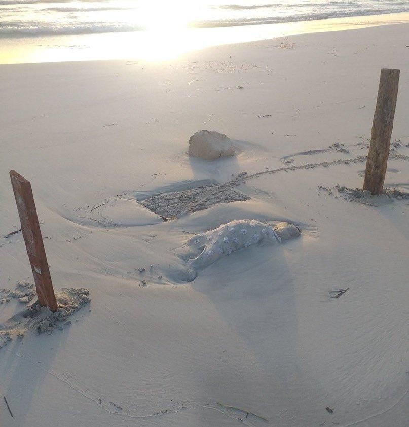 Dünyayı dehşete düşüren fotoğraflar! Ünlü plaja bebek cesetleri vurdu - Resim: 1
