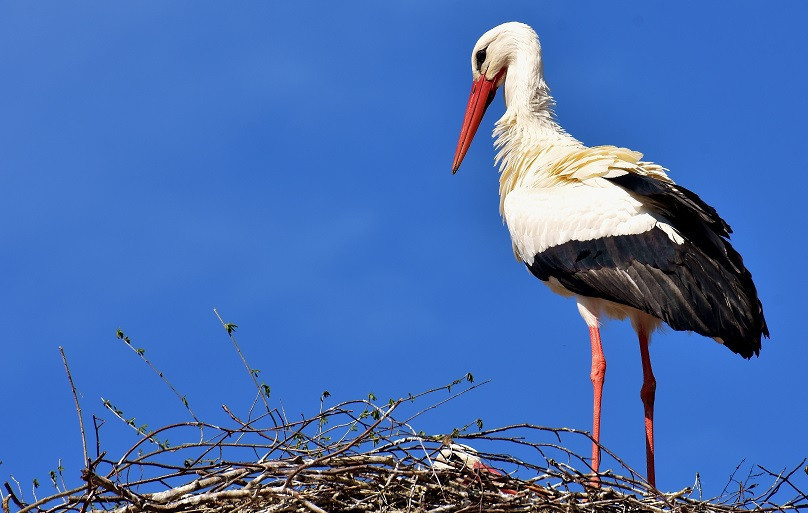 Araştırma için çip takılan leylek 2 bin 300 euro fatura getirdi! - Resim: 2