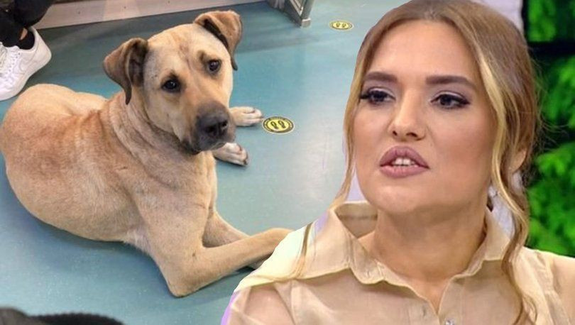 İBB tramvayında 'kaka kumpası' kurulan Boji'yi Demet Akalın sahiplenmek istiyor - Resim: 2