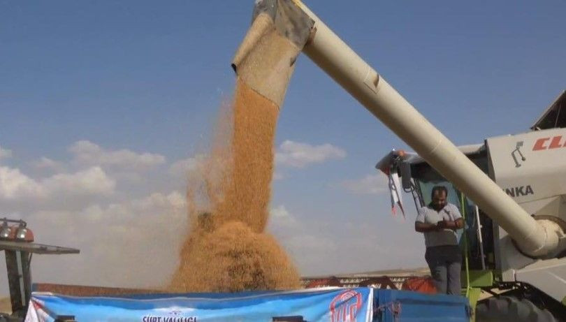 Siirt'te buğday hasadının bolluğunu gören çiftçi, buğdayların içinde yüzdü! - Resim: 1