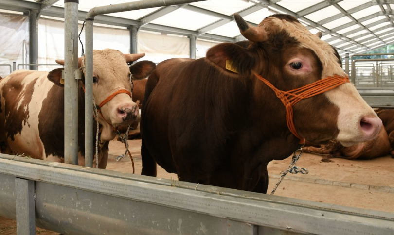 Milyonlarca kişi aynı hataya düşüyor kurbanlık kesiminin ardından bunu kesinlikle yapmayın - Resim: 1