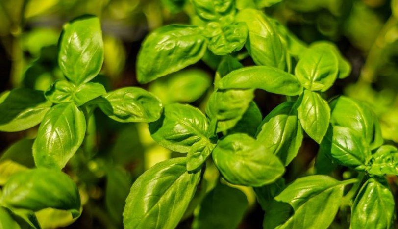 Bu besinler vücuttaki iltihapı yok ediyor! - Resim: 2