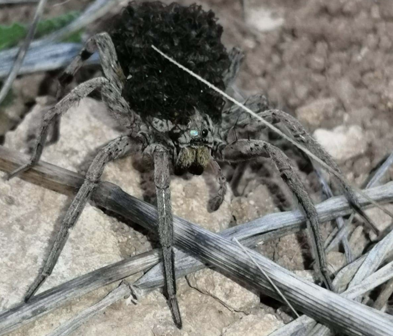 Bilecik'te doğa yürüyüşü yaparken fark edildi görenler şaşkınlığını gizleyemedi - Resim: 3