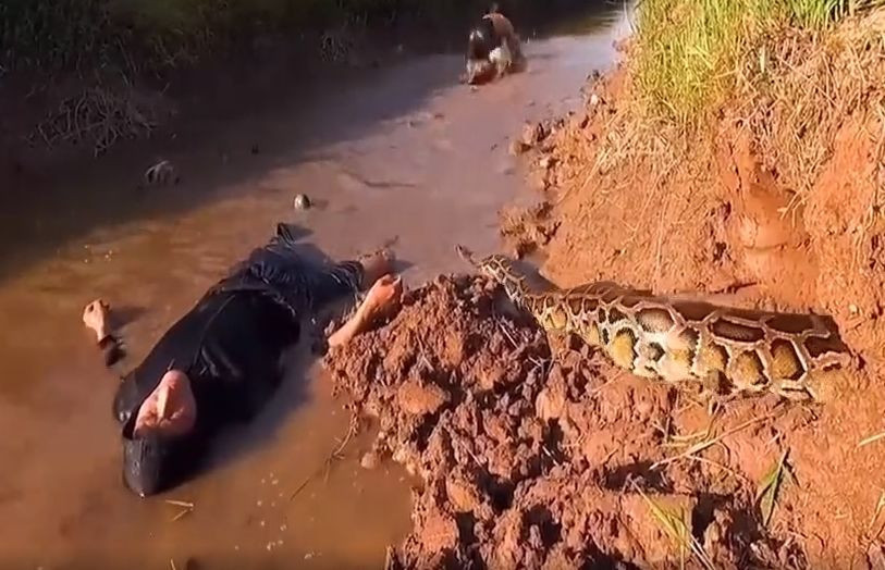 Yılanı gören adam olduğu yerde bayıldı! Sonrası korkunç! - Resim: 2