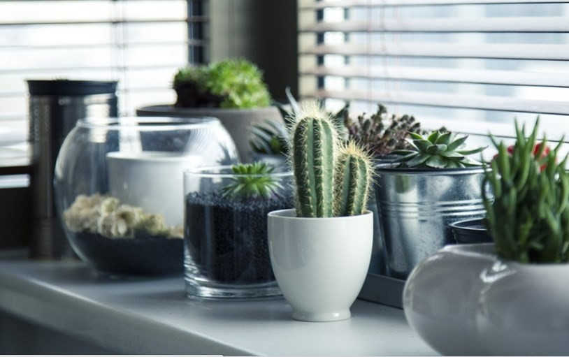 Evinizin havasını temizleyecek NASA onaylı bitkiler - Resim: 1