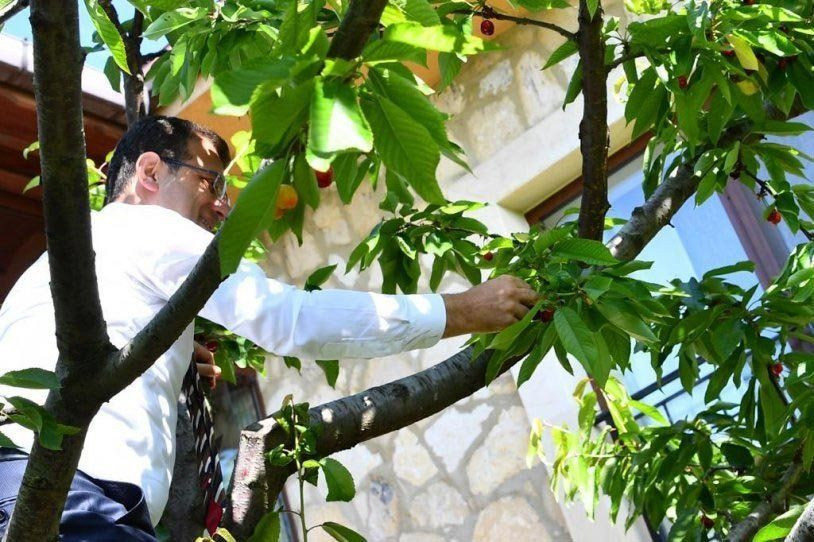 Binali Yıldırım kiraz ağacına çıkan İmamoğlu’nu fena tiye aldı! - Resim: 1