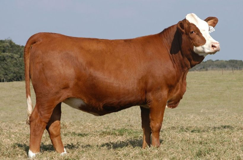 Bu hayvanlar işlediği suçlar sebebiyle idam edildi! - Resim: 4