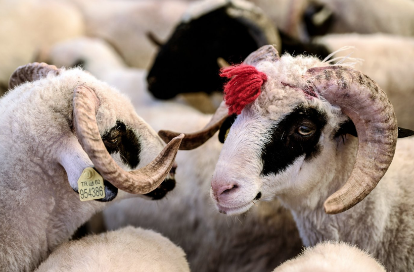 Kurbanlık seçecekler dikkat! Hayvanda eğer bunlar varsa kesinlikle almayın - Resim: 2