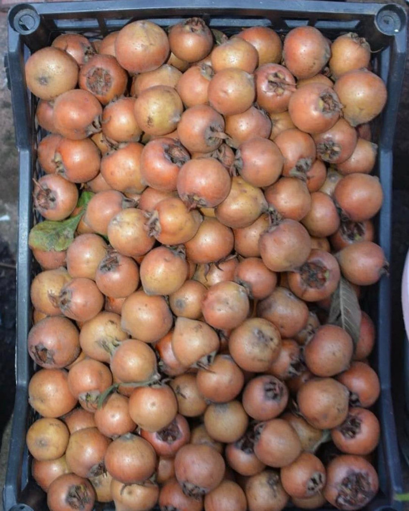 Grip ve bronşitin salgını var muşmula yiyin çare onda - Resim: 3