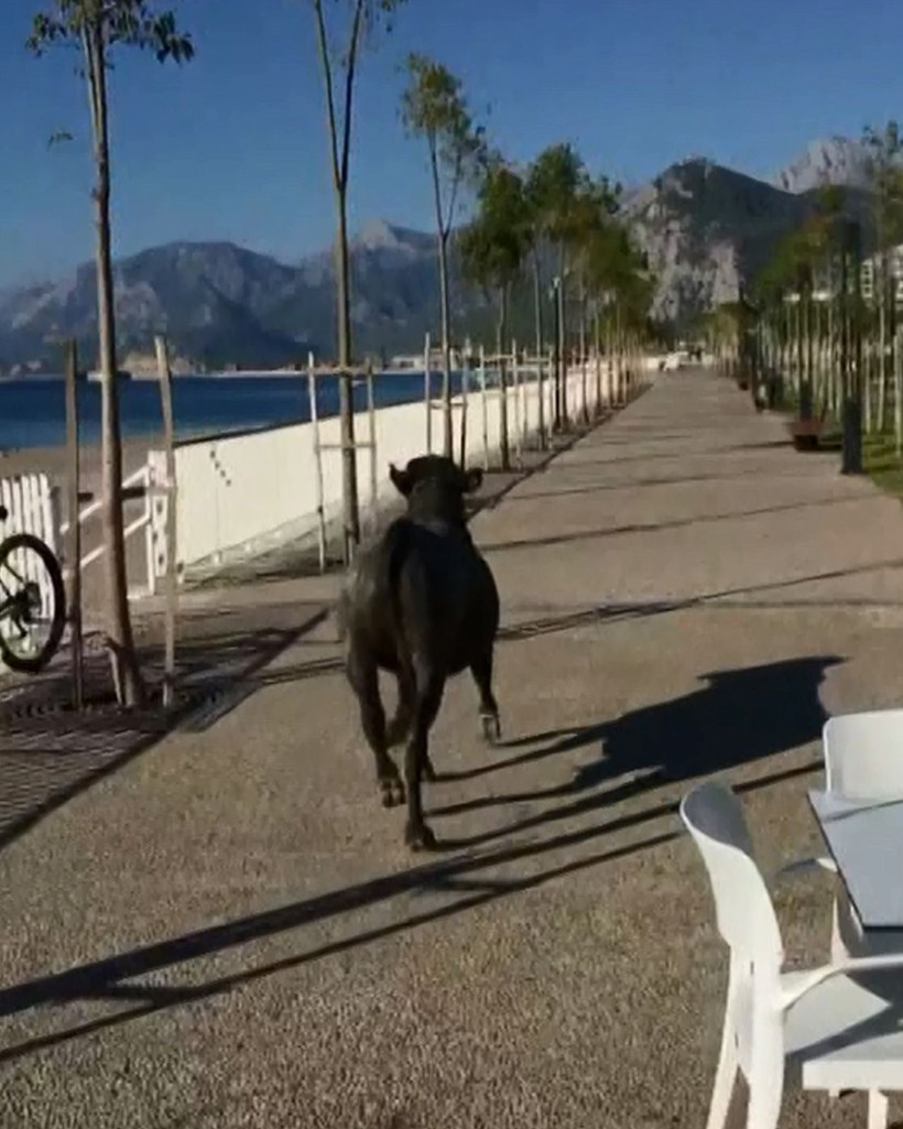 Haluk Levent kesime götürülürken kaçan kurbanlık boğa için devreye girdi - Resim: 4