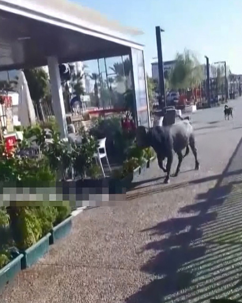 Haluk Levent kesime götürülürken kaçan kurbanlık boğa için devreye girdi - Resim: 1