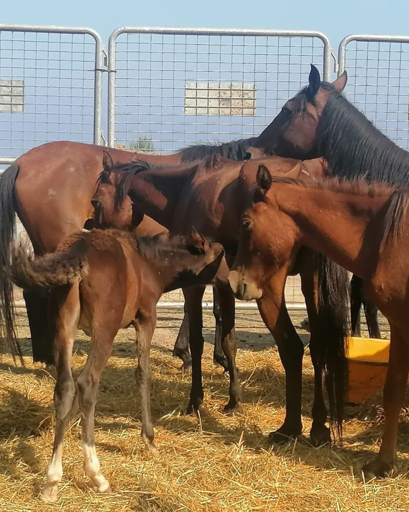 Artvin'de ikinci 'ölüme terk edilen at' vakası! Yürek parçalayıcı - Resim: 2