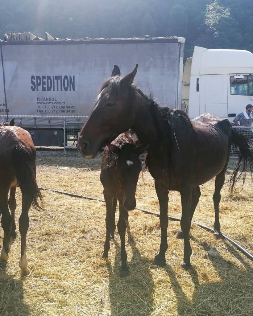 Artvin'de ikinci 'ölüme terk edilen at' vakası! Yürek parçalayıcı - Resim: 3