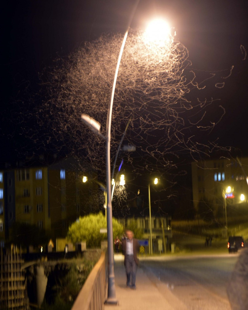 Ardahan'da binlerce kelebeğin 'ölüm uçuşu' - Resim: 1