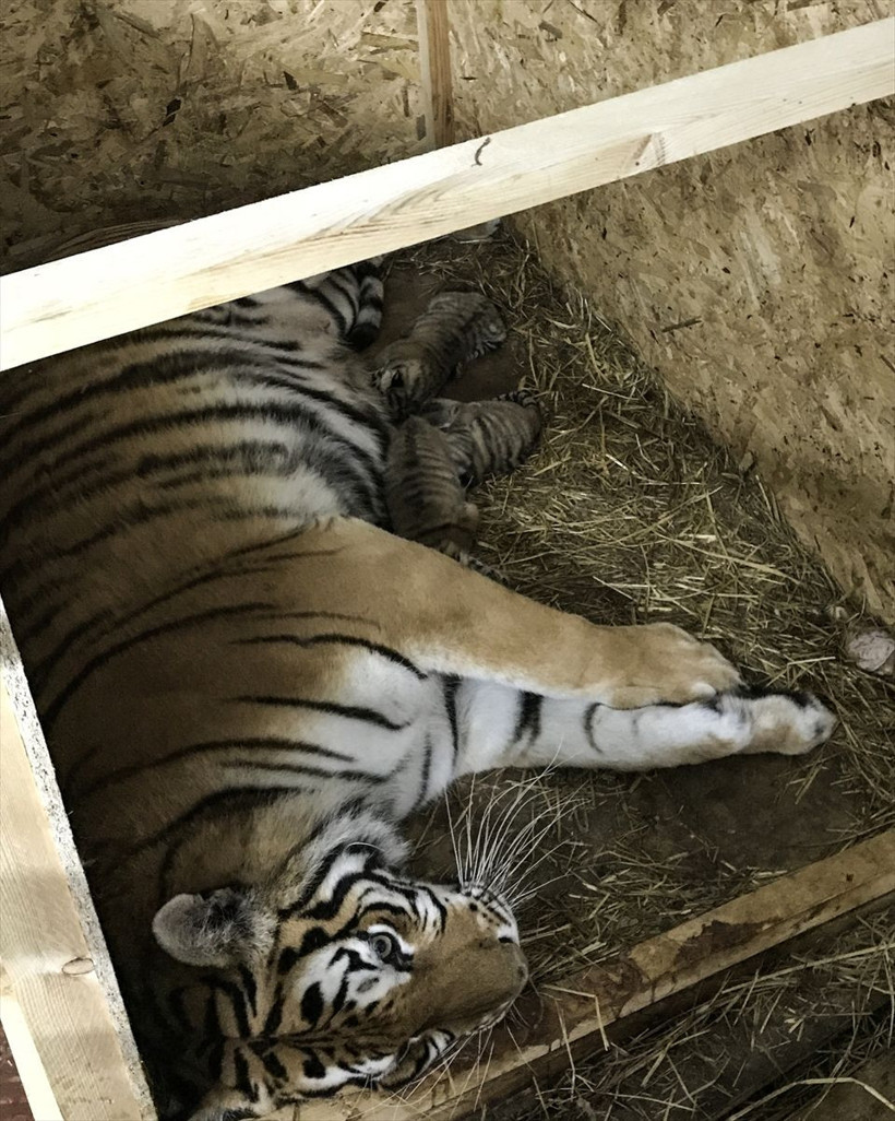 İstanbul'un "ilk" Bengal kaplanları dünyaya geldi işte o afacanlar - Resim: 1