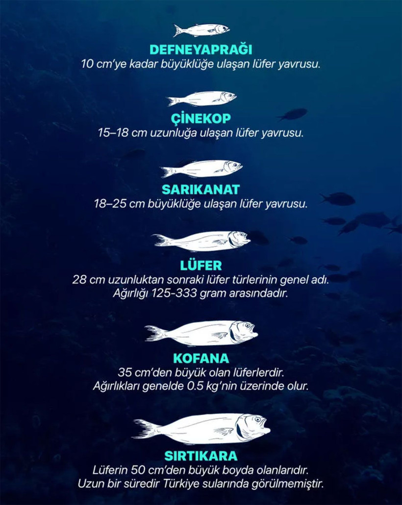 Lüferin kilosu 25 liraya kadar düştü! Nesli tükenmek üzere olan lüfer nasıl bollaştı müsilaj ile ilgisi ne? - Resim: 2