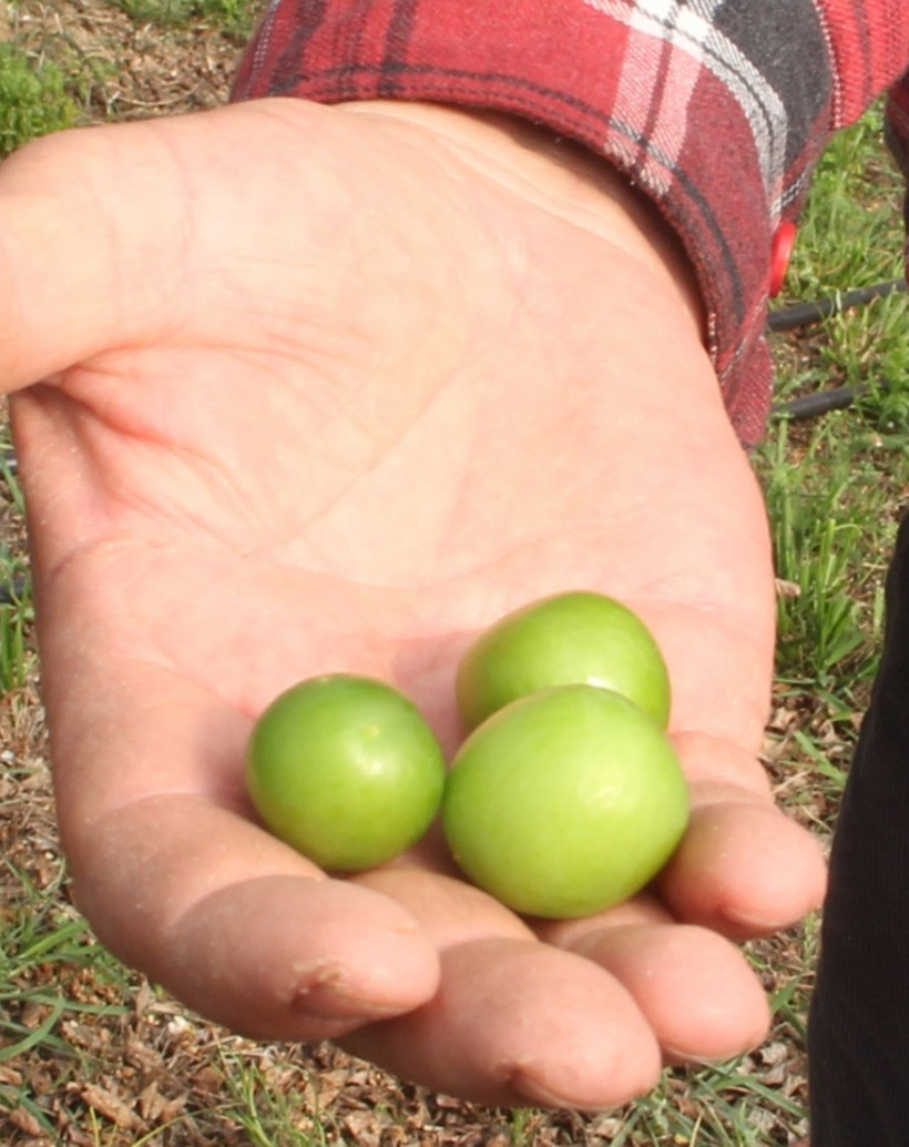 Kilosu 150 dolardan ihracata gönderilecek - Resim: 1