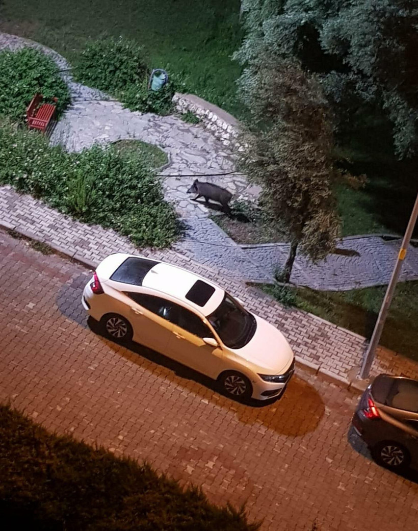 Kuşadası'nda sürü halinde görülmüşlerdi! Nedeni belli oldu - Resim: 1