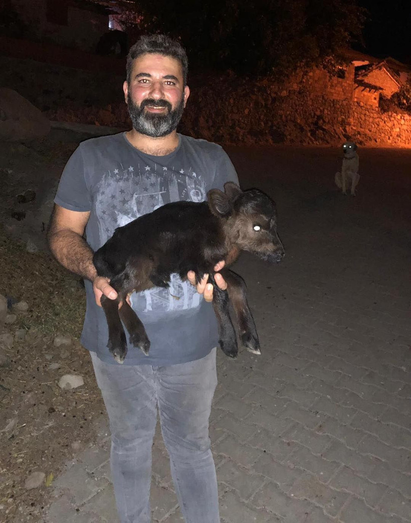 İzmir'de doğan 'Kömür' isimli cüce buzağı görenleri şaşırtıyor! - Resim: 1