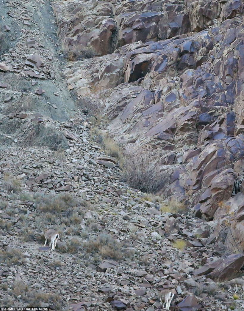 Leoparın muhteşem avı - Resim: 2