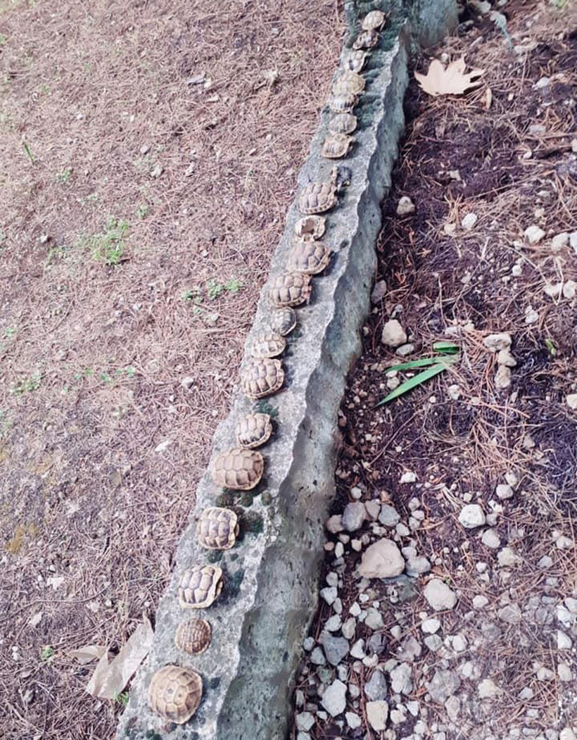 Isparta'da mezarlıktaki kaplumbağaların sırrı çözüldü - Resim: 3