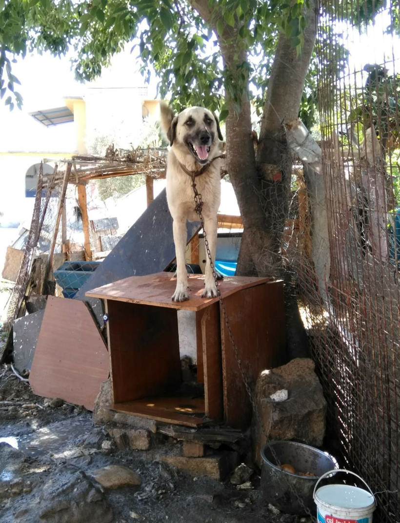 Antalya'da havlamasına kızdığı Duman'ı tüfekle vuran çocuğa para cezası - Resim: 3